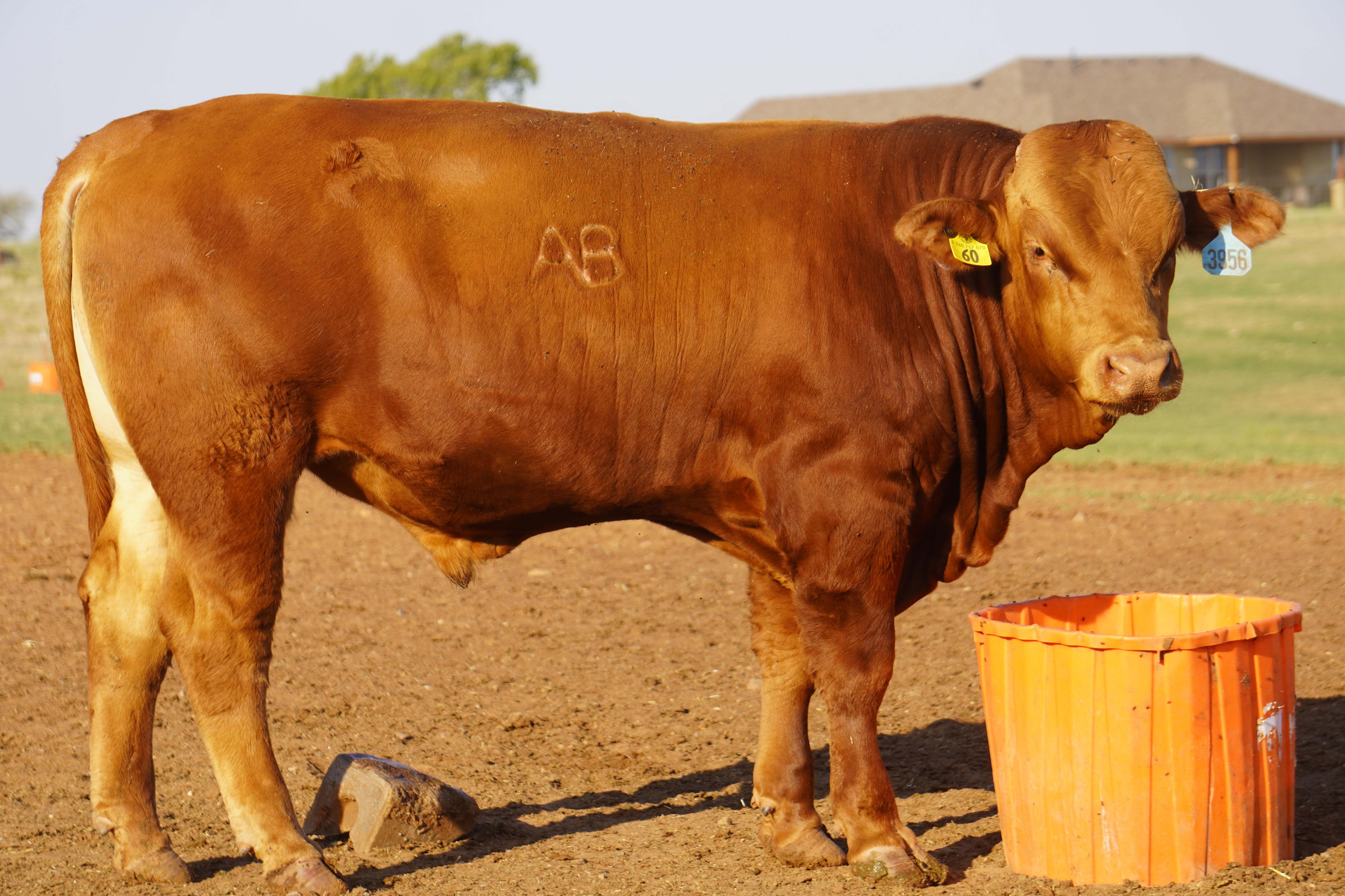 Full Blood Red Wagyu Bull ABN# 3956